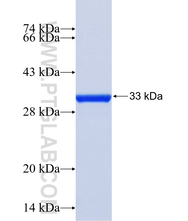 F2R fusion protein Ag24378 SDS-PAGE