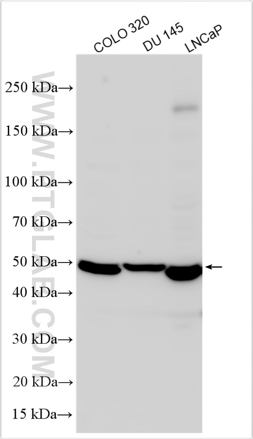 Western Blot (WB) analysis of various lysates using PAR2 Polyclonal antibody (12160-1-AP)