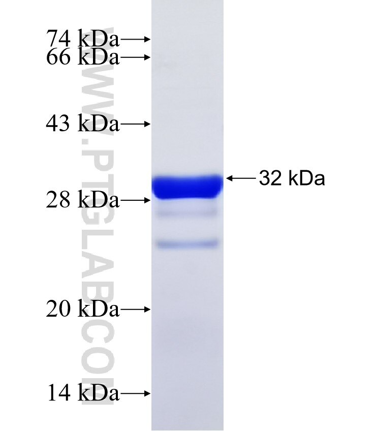 F2RL1 fusion protein Ag2801 SDS-PAGE