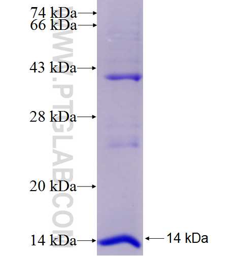 F2RL1 fusion protein Ag9132 SDS-PAGE