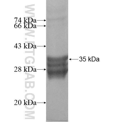 PAR3 fusion protein Ag12833 SDS-PAGE