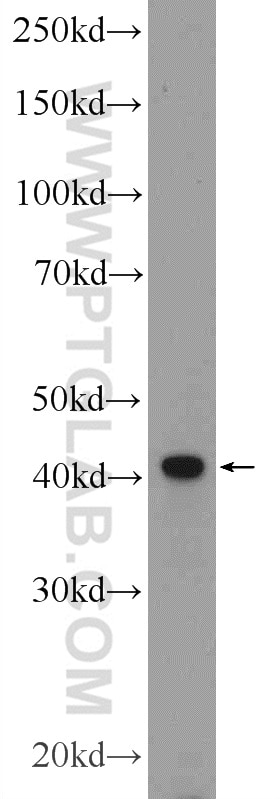 Western Blot (WB) analysis of mouse pancreas tissue using F2RL3 Polyclonal antibody (25306-1-AP)
