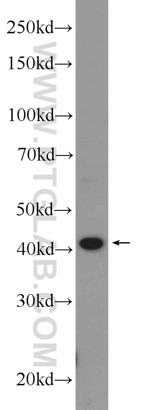 Western Blot (WB) analysis of mouse lung tissue using F2RL3 Polyclonal antibody (25306-1-AP)