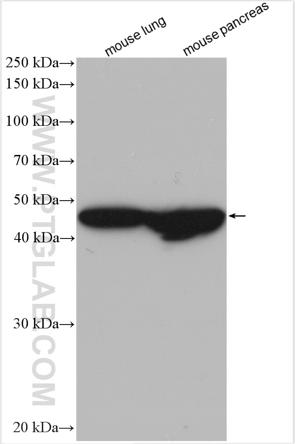 Western Blot (WB) analysis of various lysates using F2RL3 Polyclonal antibody (25306-1-AP)