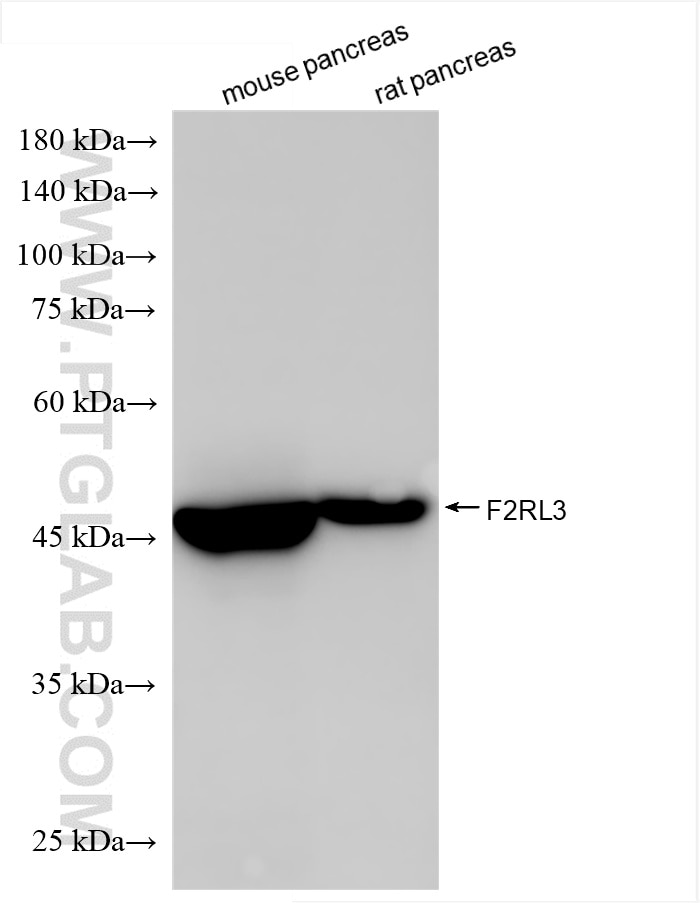 Various lysates were subjected to SDS PAGE followed by western blot with 86509-1-RR (F2RL3 antibody) at dilution of 1:5000 incubated at room temperature for 1.5 hours. Western Blot (WB) analysis of various lysates using F2RL3 Recombinant antibody (86509-1-RR)