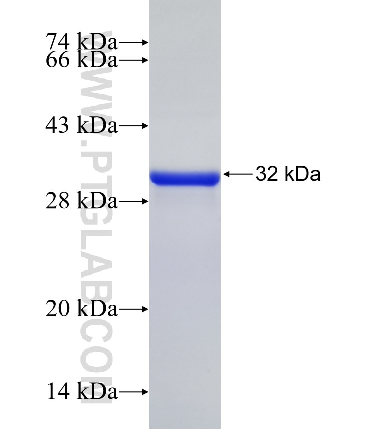 F2RL3 fusion protein Ag13624 SDS-PAGE