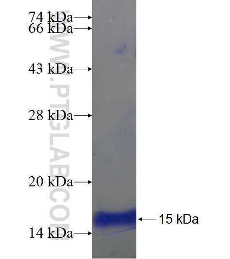 F2RL3 fusion protein Ag20801 SDS-PAGE