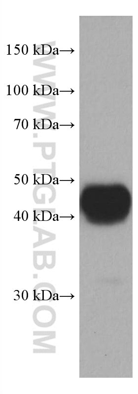 Western Blot (WB) analysis of A431 cells using Tissue Factor Monoclonal antibody (67056-1-Ig)