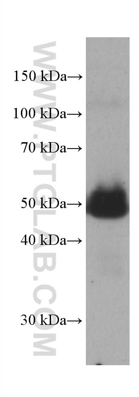 Western Blot (WB) analysis of human blood using Tissue factor Monoclonal antibody (67056-1-Ig)