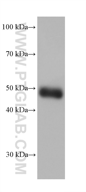 Western Blot (WB) analysis of hTERT-RPE1 cells using Tissue Factor/CD142 Monoclonal antibody (67056-1-Ig)