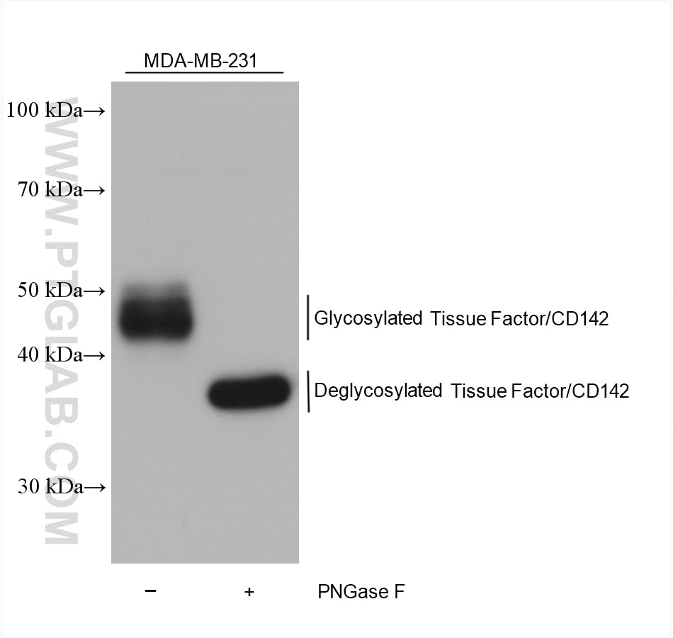 Western Blot (WB) analysis of various lysates using Tissue Factor/CD142 Monoclonal antibody (67056-1-Ig)