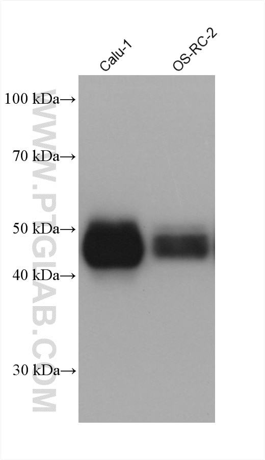 Western Blot (WB) analysis of various lysates using Tissue Factor/CD142 Monoclonal antibody (67056-1-Ig)