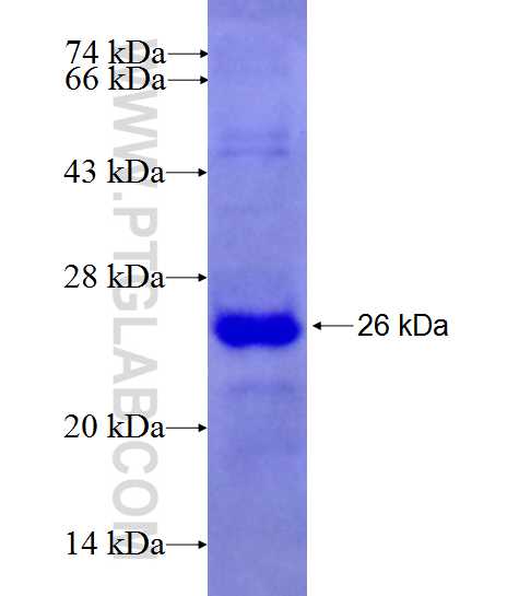F3 fusion protein Ag27563 SDS-PAGE