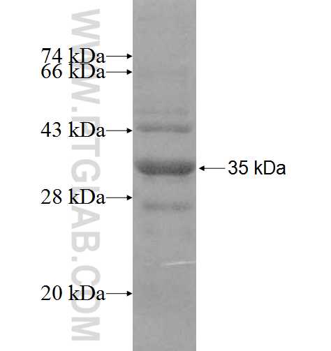 F3 fusion protein Ag8963 SDS-PAGE