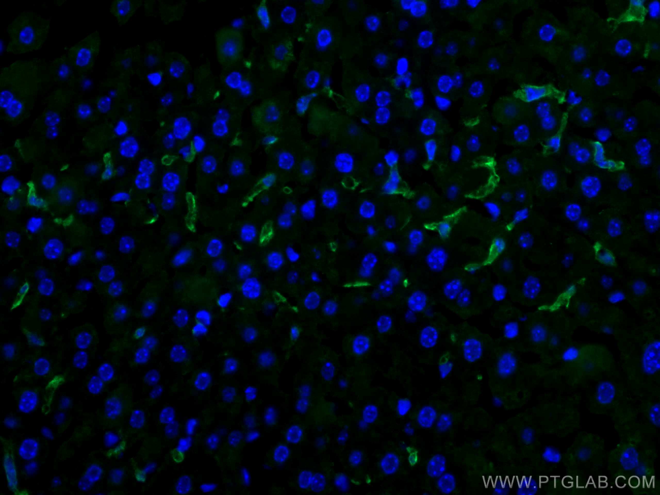 Immunofluorescence (IF) / fluorescent staining of mouse liver tissue using F4/80 Polyclonal antibody (28463-1-AP)
