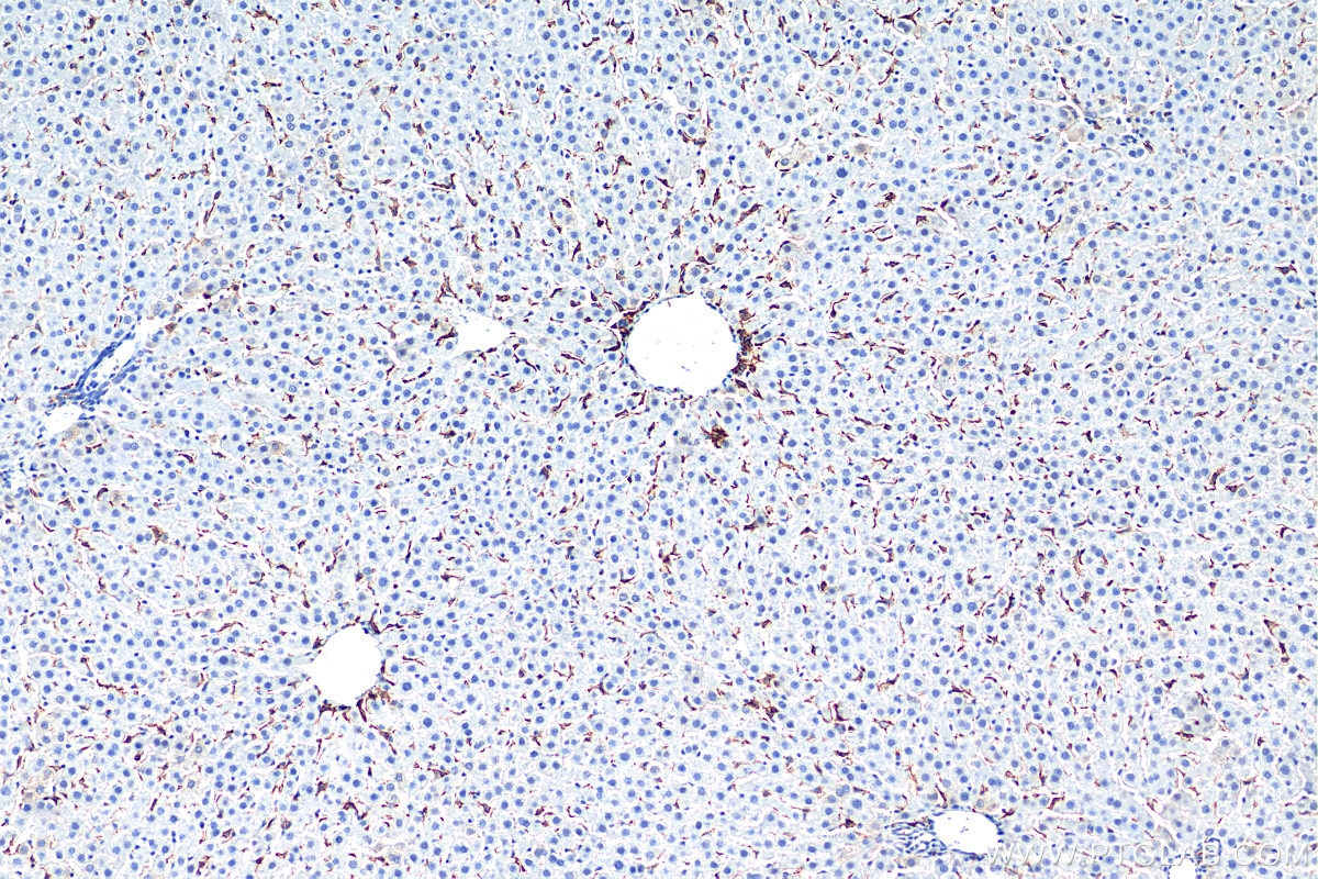 Immunohistochemistry (IHC) staining of rat liver tissue using F4/80 Polyclonal antibody (28463-1-AP)
