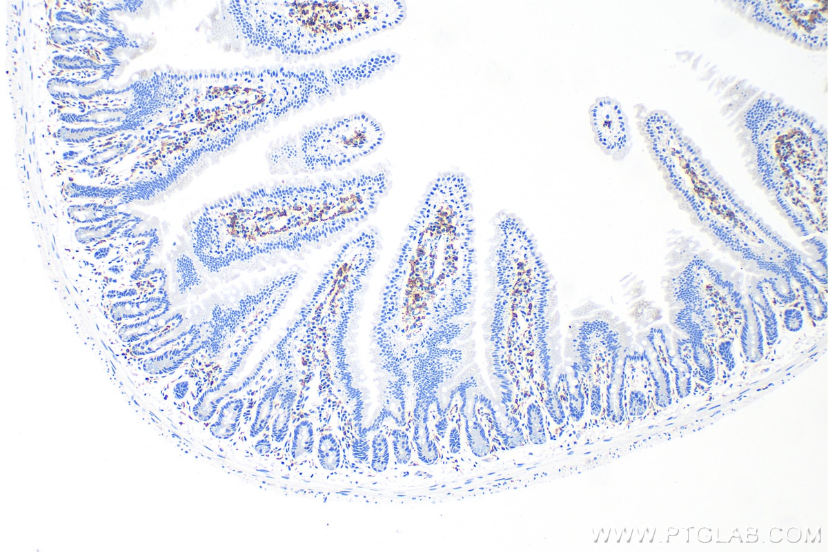 Immunohistochemistry (IHC) staining of mouse small intestine tissue using F4/80 Polyclonal antibody (28463-1-AP)
