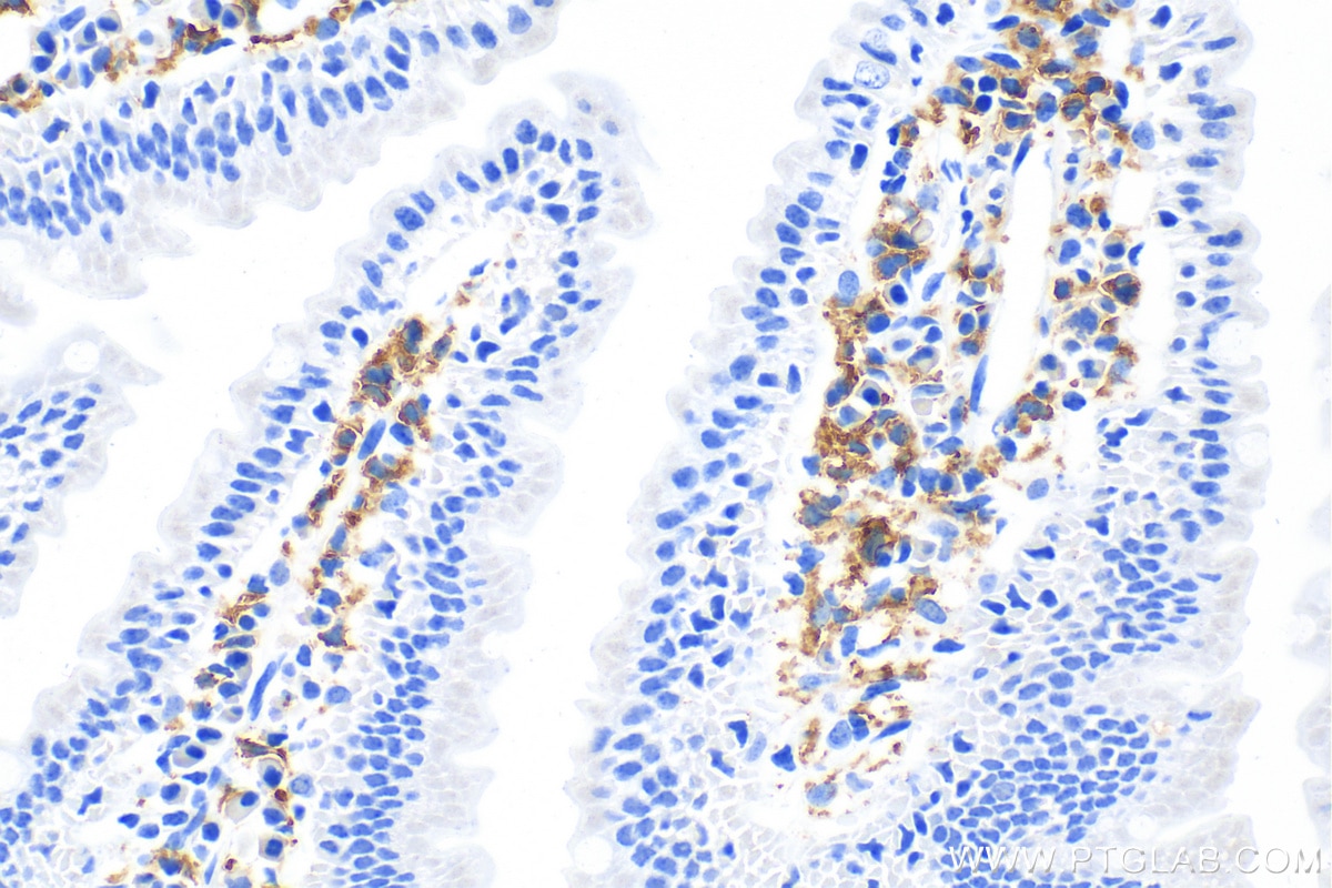 Immunohistochemistry (IHC) staining of mouse small intestine tissue using F4/80 Polyclonal antibody (28463-1-AP)