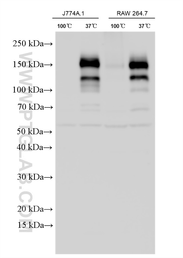 Western Blot (WB) analysis of various lysates using F4/80 Polyclonal antibody (28463-1-AP)