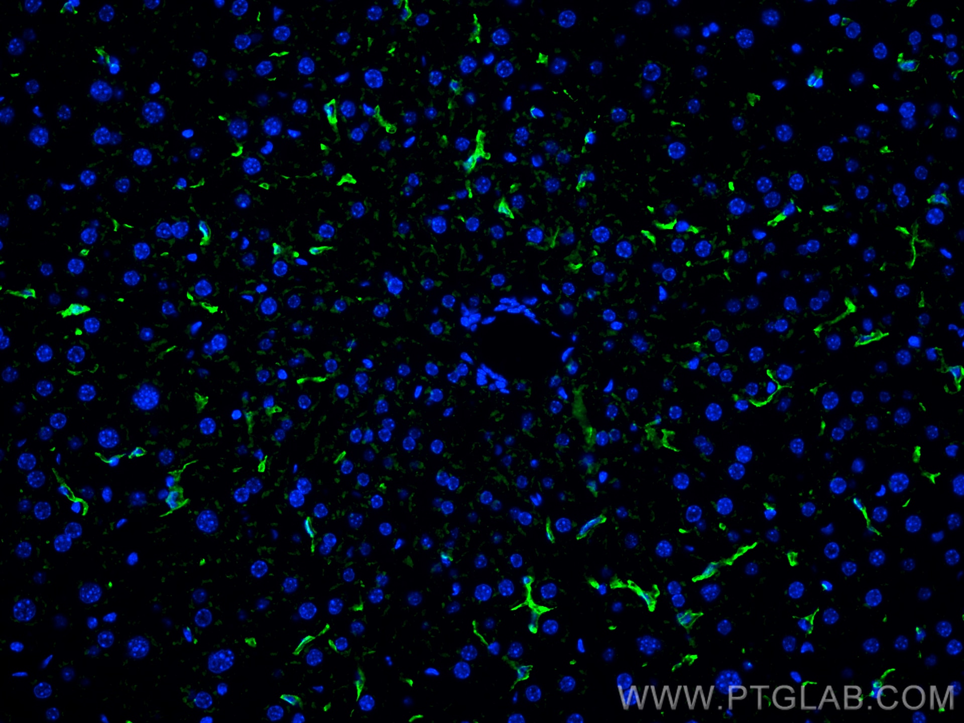 Immunofluorescence (IF) / fluorescent staining of mouse liver tissue using F4/80 Polyclonal antibody (29414-1-AP)