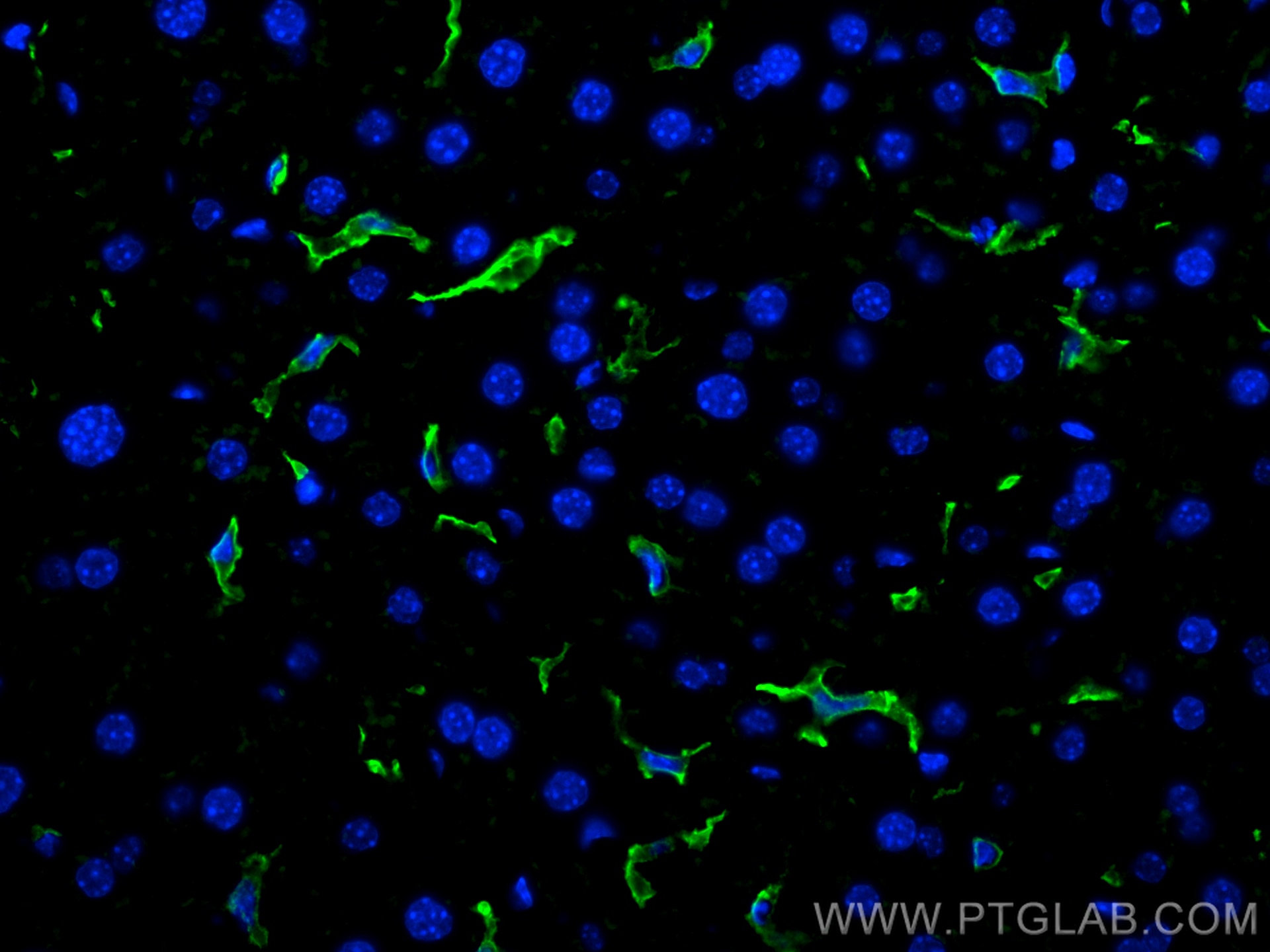 Immunofluorescence (IF) / fluorescent staining of mouse liver tissue using F4/80 Polyclonal antibody (29414-1-AP)