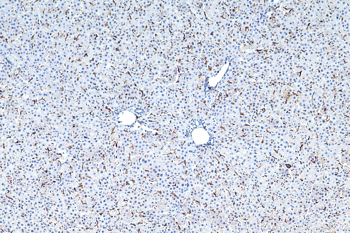 Immunohistochemistry (IHC) staining of rat liver tissue using F4/80 Polyclonal antibody (29414-1-AP)