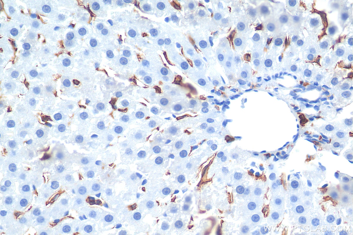 IHC staining of rat liver using 29414-1-AP