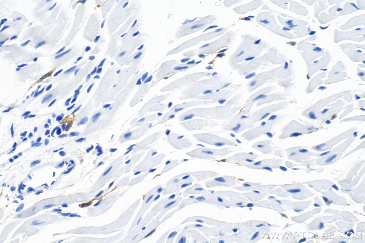 IHC staining of mouse heart using 29414-1-AP