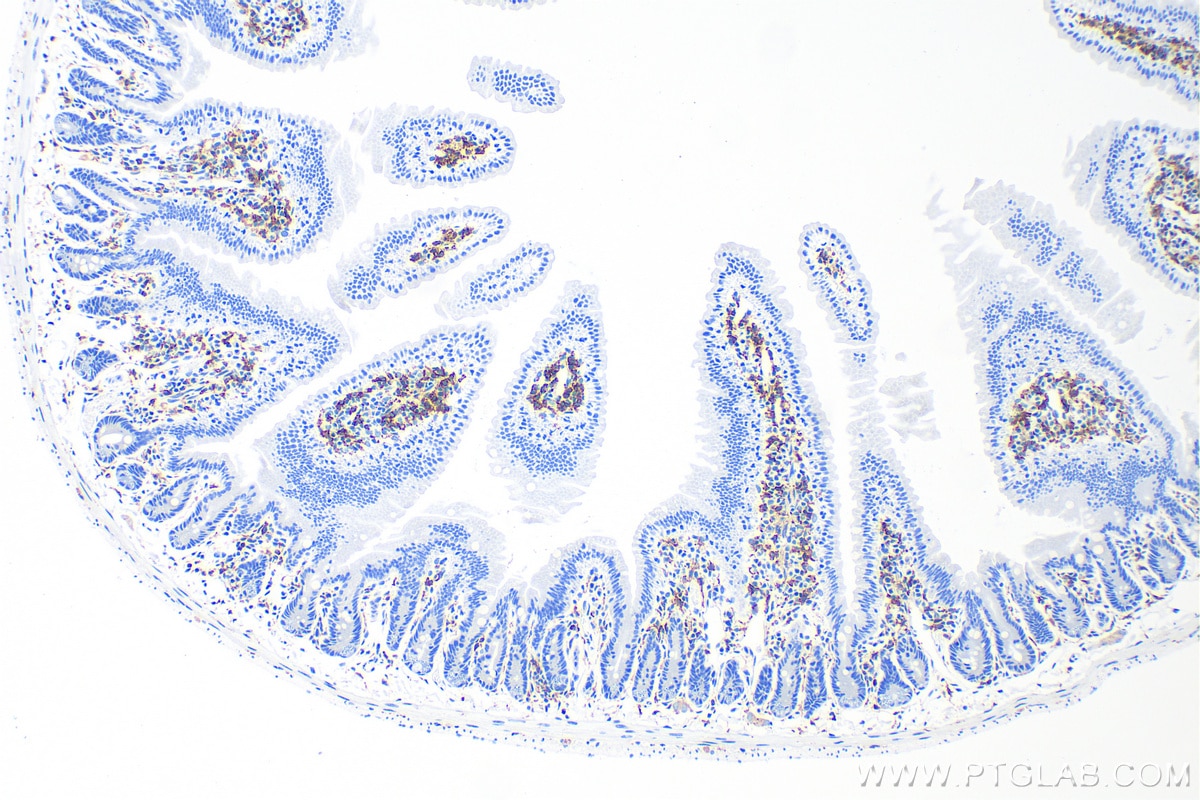 Immunohistochemistry (IHC) staining of mouse small intestine tissue using F4/80 Polyclonal antibody (29414-1-AP)