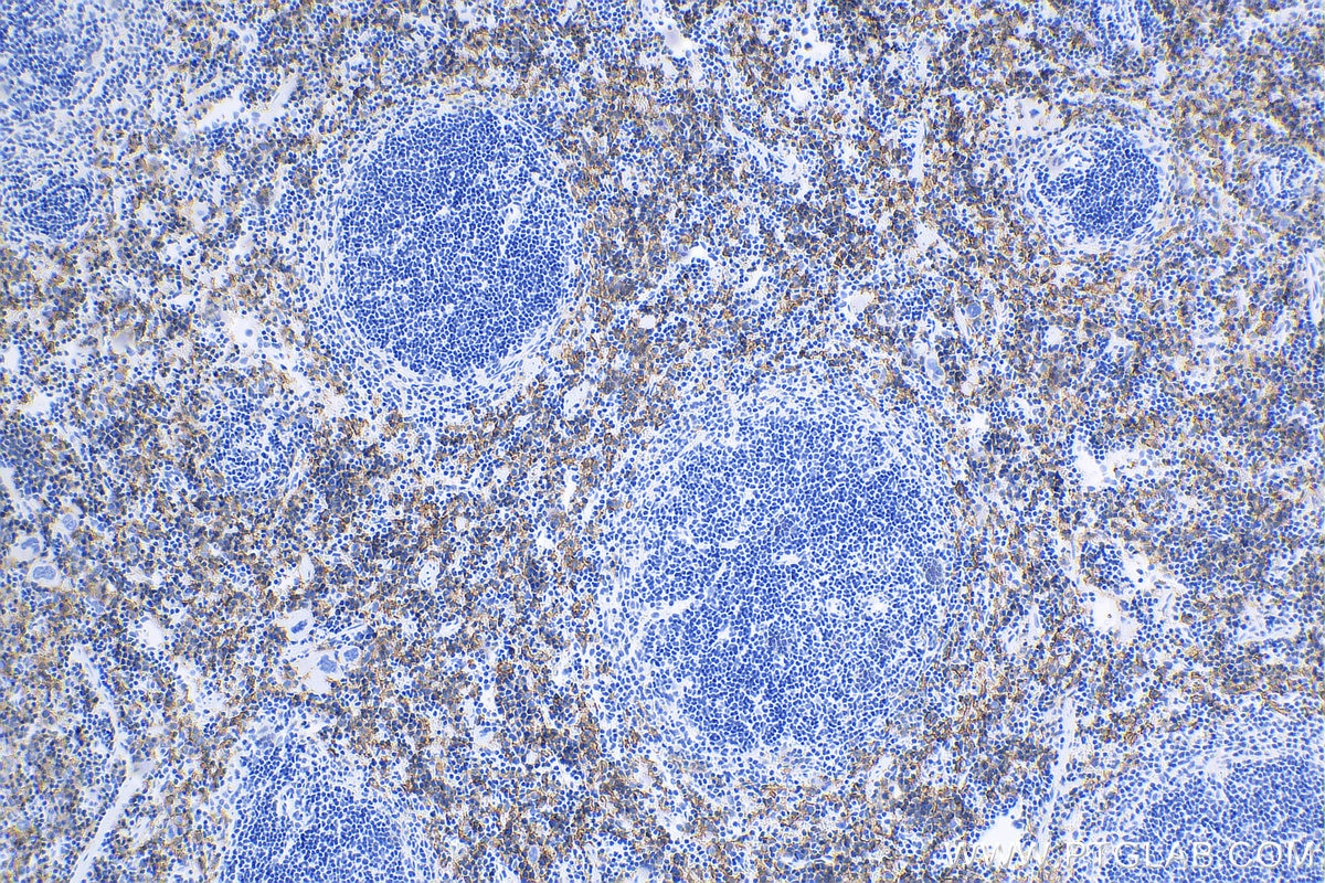 Immunohistochemistry (IHC) staining of mouse spleen tissue using F4/80 Recombinant antibody (81668-1-RR)