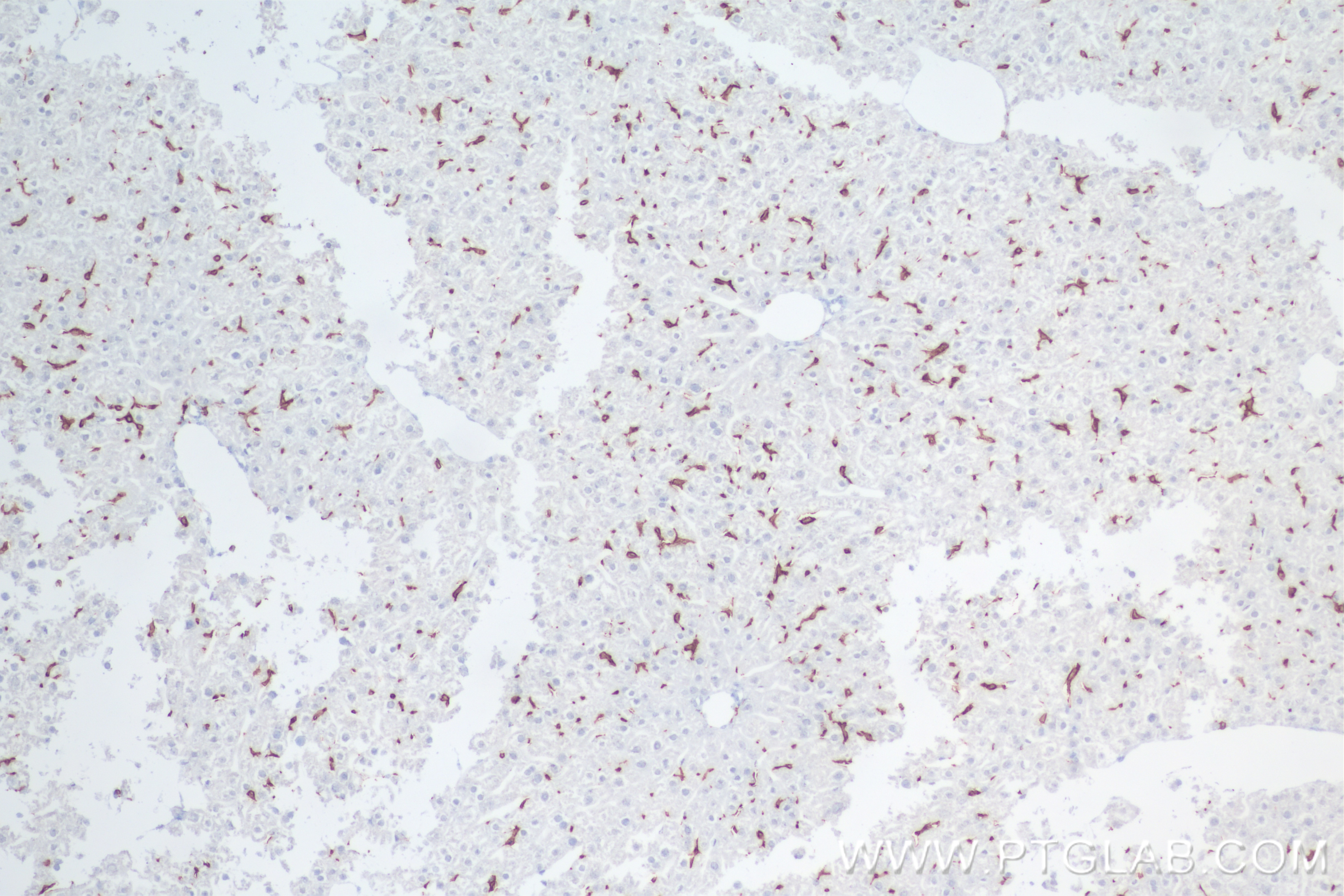 Immunohistochemistry (IHC) staining of mouse liver tissue using F4/80 Recombinant antibody (84538-1-RR)