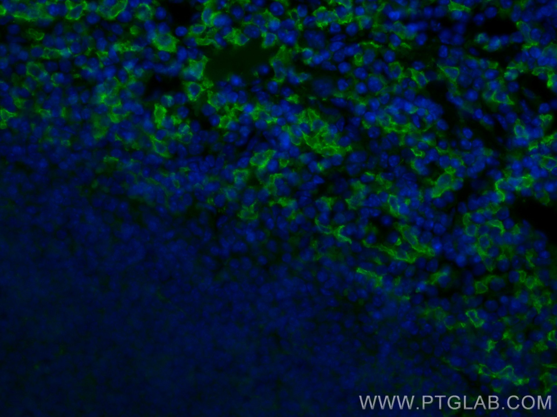 Immunofluorescence (IF) / fluorescent staining of mouse spleen tissue using CoraLite® Plus 488-conjugated F4/80 Polyclonal ant (CL488-28463)