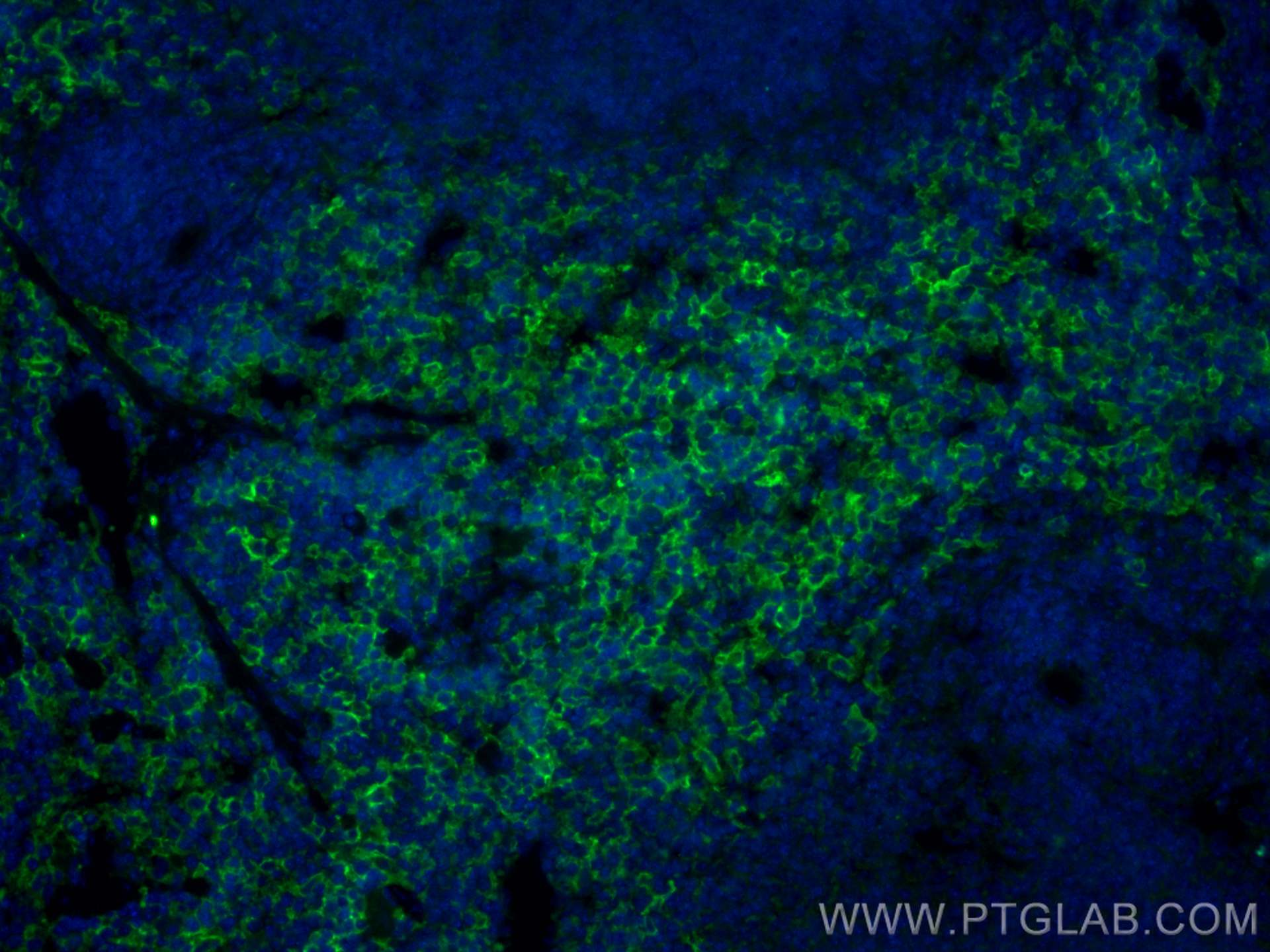 Immunofluorescence (IF) / fluorescent staining of mouse spleen tissue using CoraLite® Plus 488-conjugated F4/80 Polyclonal ant (CL488-28463)