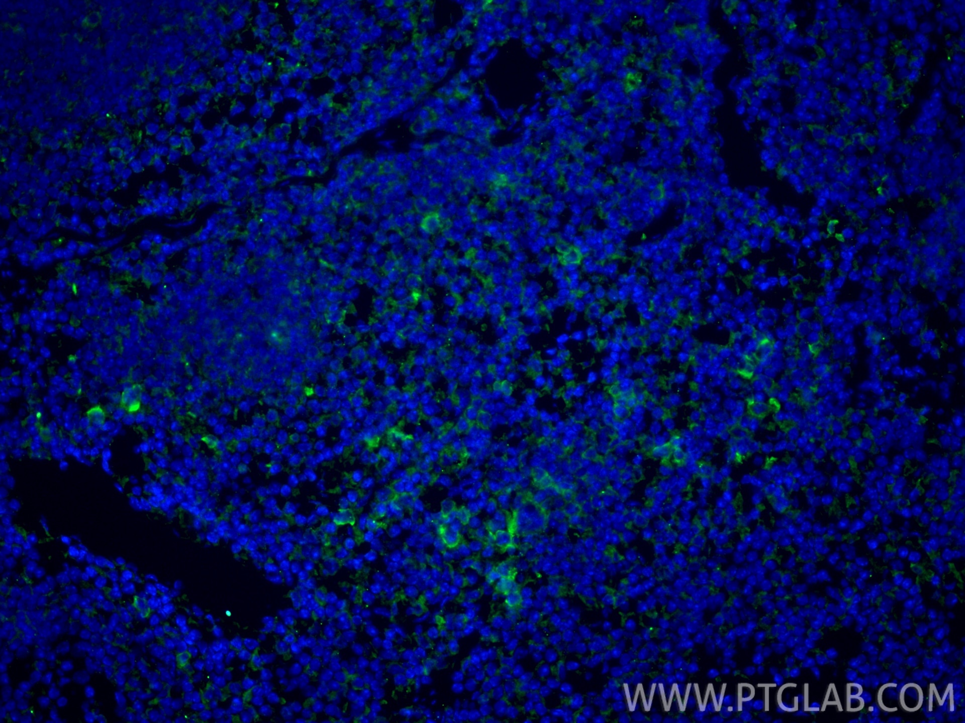 Immunofluorescence (IF) / fluorescent staining of mouse spleen tissue using CoraLite® Plus 488-conjugated F4/80 Recombinant mo (CL488-81668)
