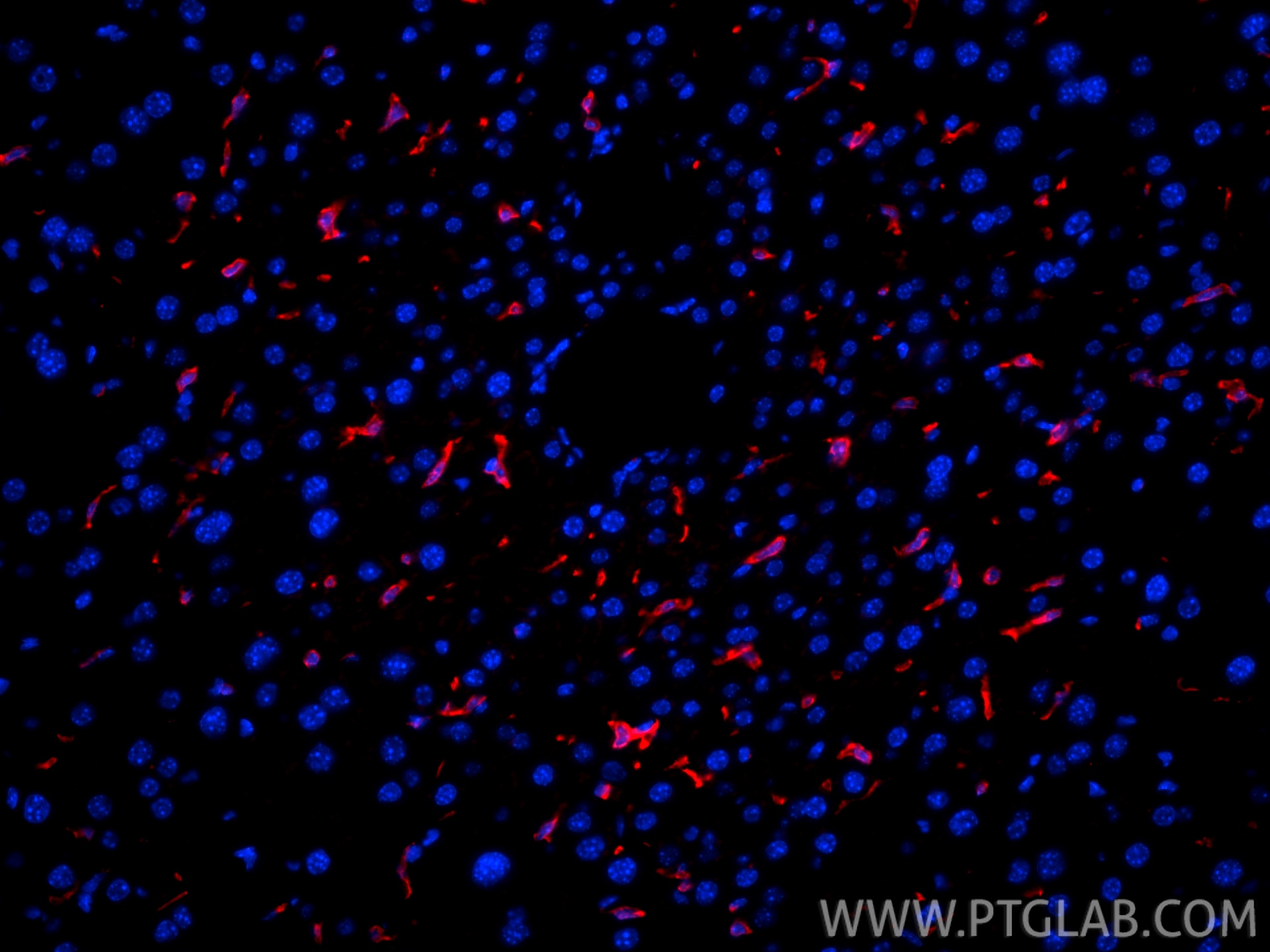 Immunofluorescence (IF) / fluorescent staining of mouse liver tissue using CoraLite®594-conjugated F4/80 Recombinant antibody (CL594-84538)