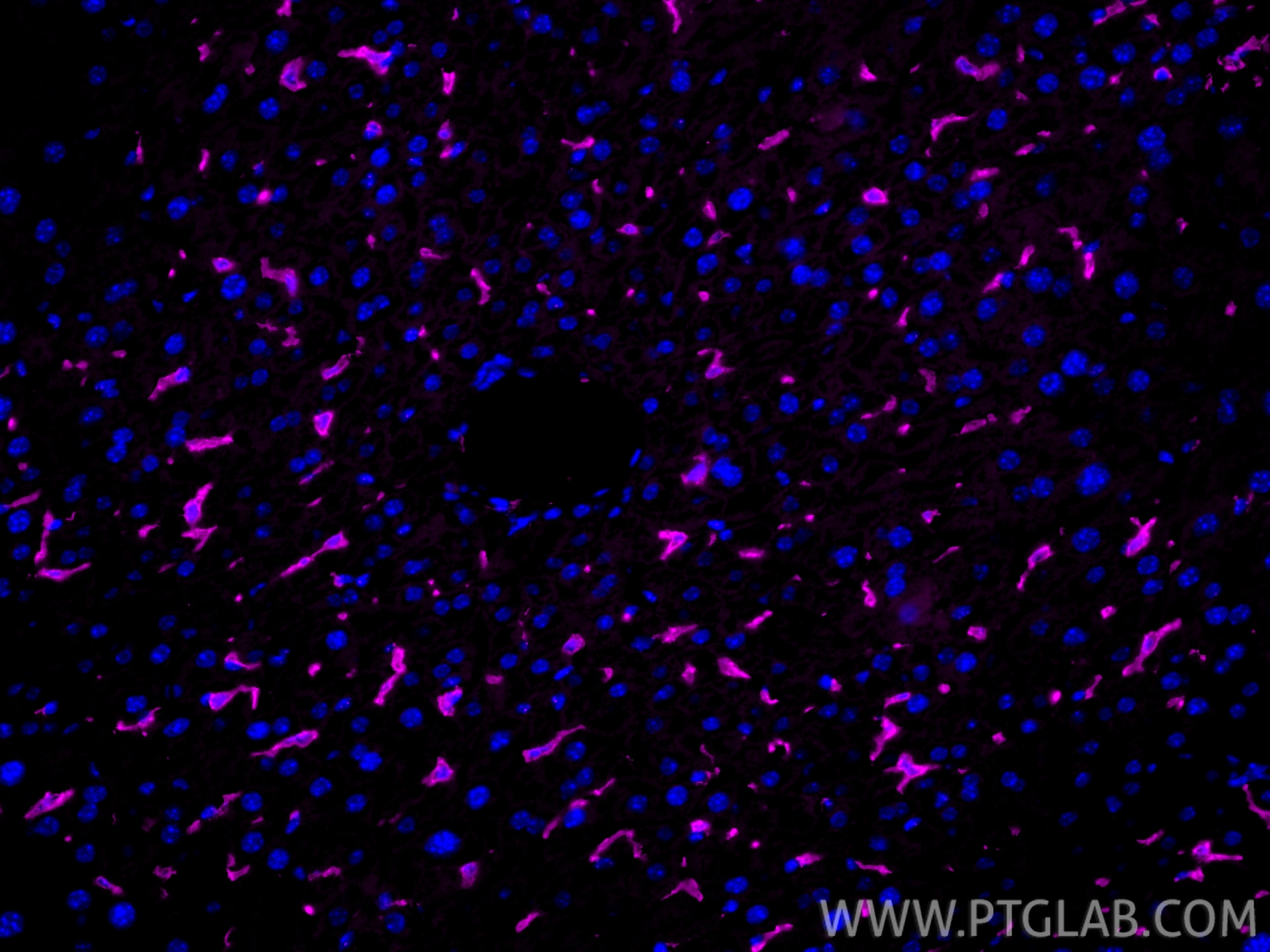 Immunofluorescence (IF) / fluorescent staining of mouse liver tissue using CoraLite® Plus 647-conjugated F4/80 Recombinant an (CL647-84538)
