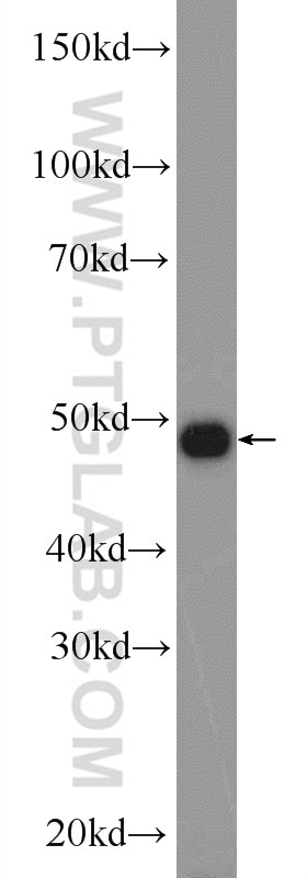 Western Blot (WB) analysis of mouse liver tissue using F7 Polyclonal antibody (23058-1-AP)
