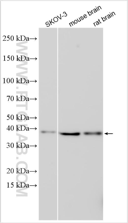 Western Blot (WB) analysis of various lysates using F8A2 Polyclonal antibody (32696-1-AP)