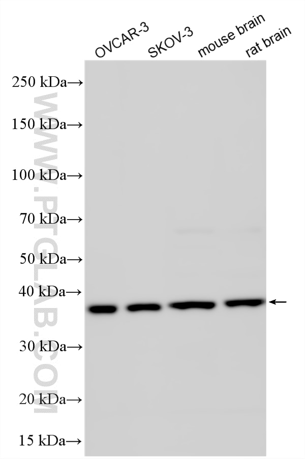 Western Blot (WB) analysis of various lysates using F8A2 Polyclonal antibody (32696-1-AP)