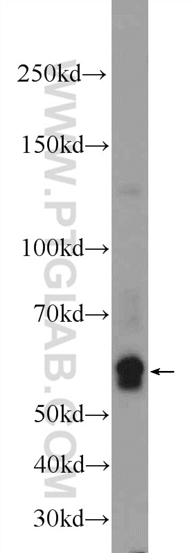 Western Blot (WB) analysis of HepG2 cells using F9 Polyclonal antibody (21481-1-AP)