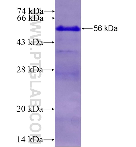 F9 fusion protein Ag15723 SDS-PAGE