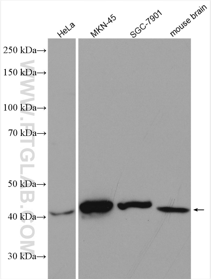 Western Blot (WB) analysis of various lysates using FA2H Polyclonal antibody (15452-1-AP)