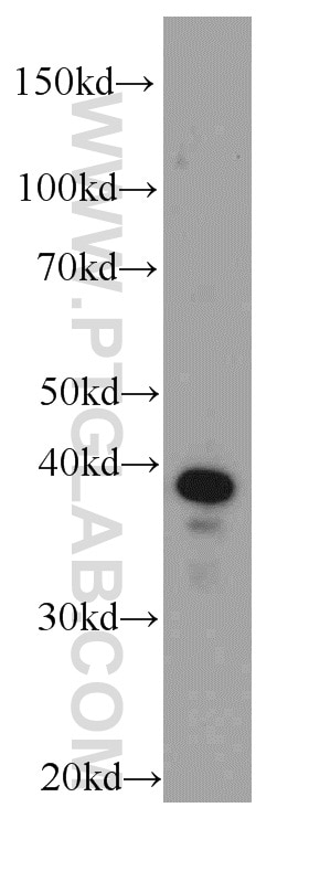 Western Blot (WB) analysis of mouse colon tissue using FA2H Polyclonal antibody (15452-1-AP)