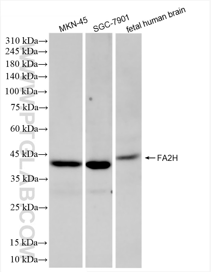 Western Blot (WB) analysis of various lysates using FA2H Recombinant antibody (86020-2-RR)