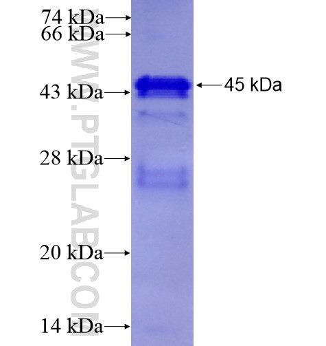 FA2H fusion protein Ag7717 SDS-PAGE