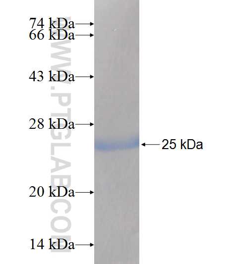 FA2H fusion protein Ag7956 SDS-PAGE