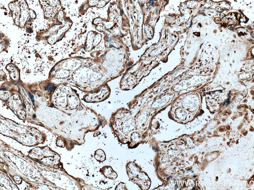 Immunohistochemistry (IHC) staining of human placenta tissue using FAAH Polyclonal antibody (17909-1-AP)