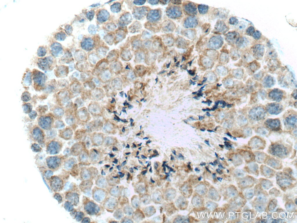 Immunohistochemistry (IHC) staining of mouse testis tissue using FAAH Polyclonal antibody (17909-1-AP)