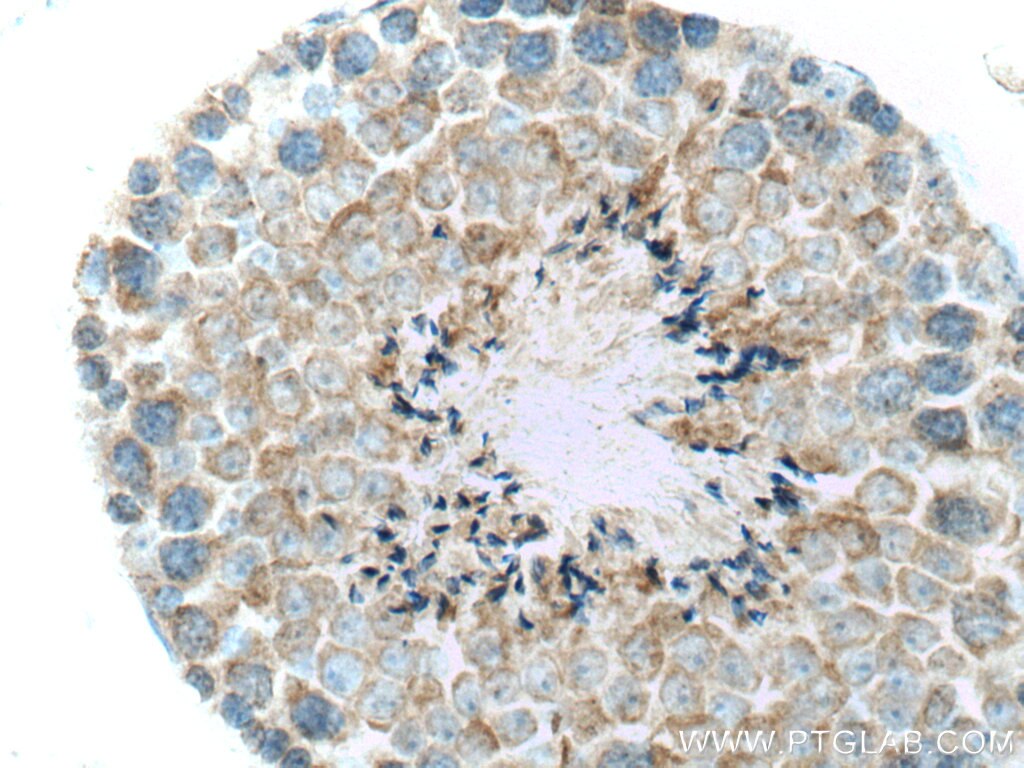Immunohistochemistry (IHC) staining of mouse testis tissue using FAAH Polyclonal antibody (17909-1-AP)