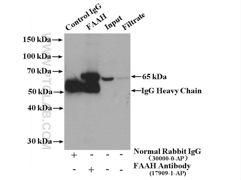 Immunoprecipitation (IP) experiment of mouse liver tissue using FAAH Polyclonal antibody (17909-1-AP)